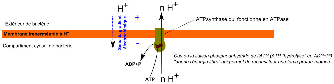 ATPase et gradient proton-moteur