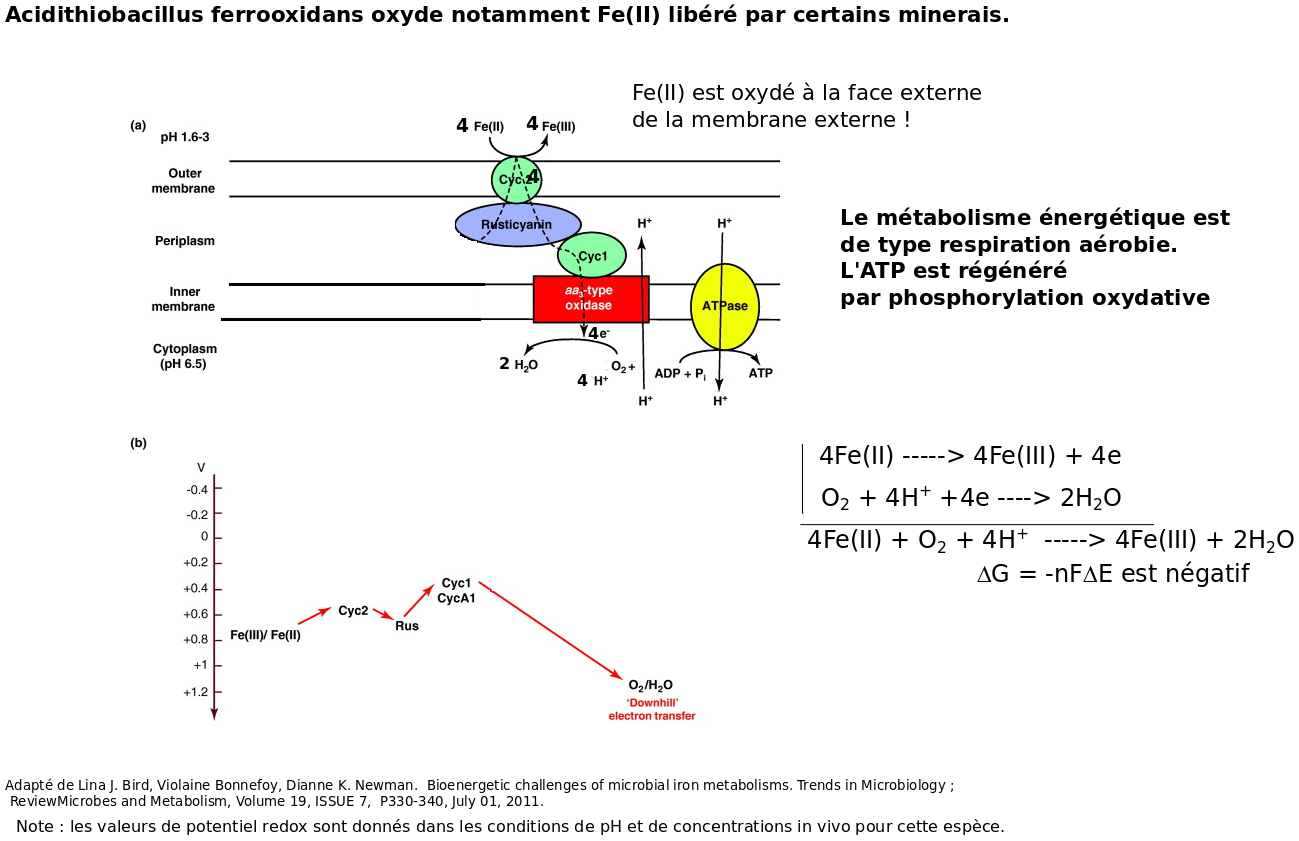 phosphoryl ox chez at ferroxidans