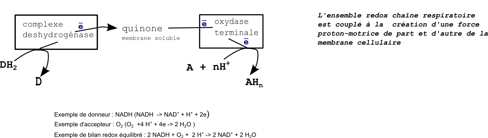 respiration_ecoli1 (74K)