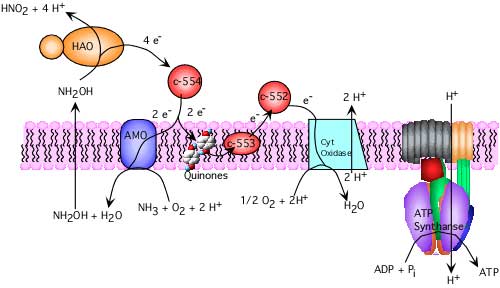 respiration_nitrosomonas (20K)