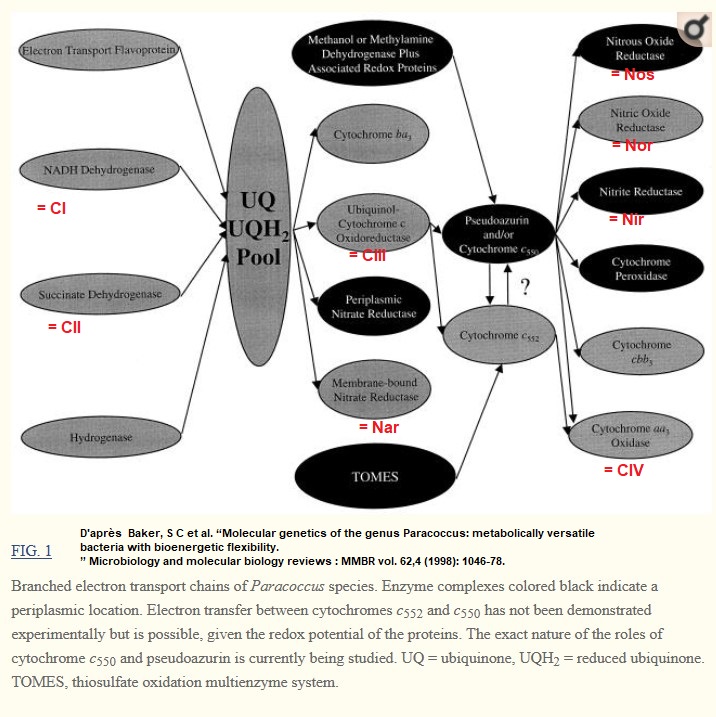 respiration_paracoccus tous les complexes