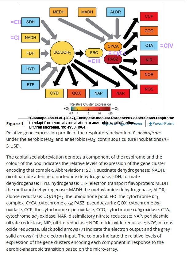 respiration_paracoccus tous les complexes