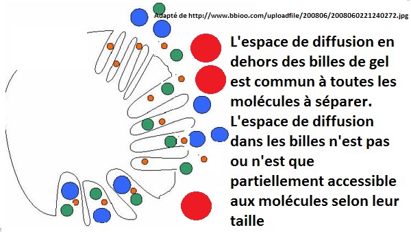 gel filtration, espaces de diffusion et tailles