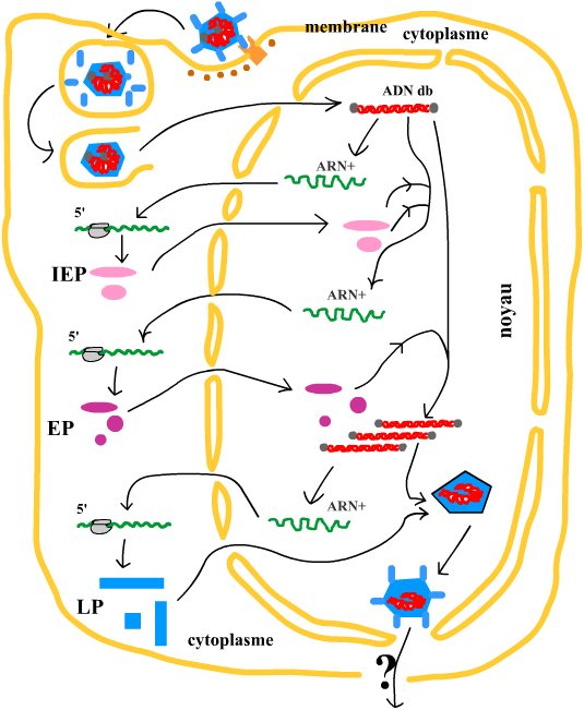 adenovirus_cycle