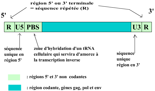 hiv_genome (19K)