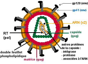 hiv_structure (8K)