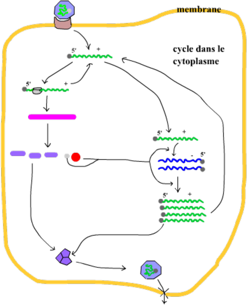 poliovirus_cycle (83K)